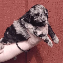 Mini goldendoodles