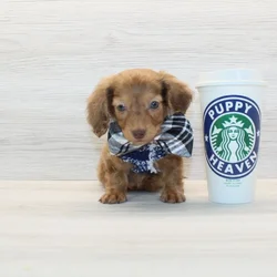 Beautiful Dachshund Puppy For Sale