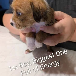 Puppies looking for a spectacular Home