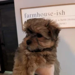 Male Sable Yorkie