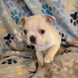 Boston Terriers