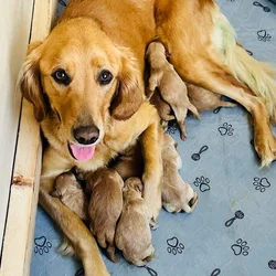 Golden Retriever puppies born 10/7