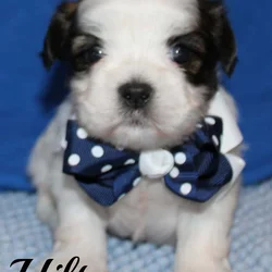 Teddy Bear (Shih Tzu - bichon)