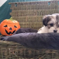Shih Tzu Puppies