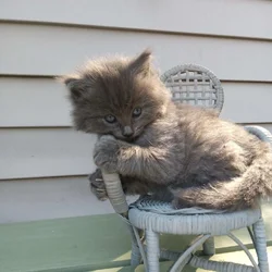 Maine coon kittens