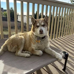 Red Siberian Husky in need of new home