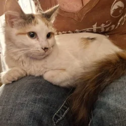 12 wk female calico fixed,vaccinated, dewormed,def