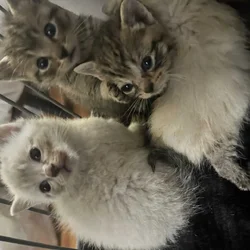 Kittens Galore