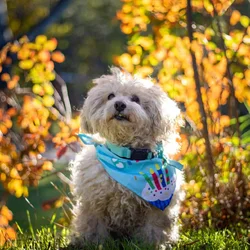 Looking for female Toy poodle to purchase in NY (B