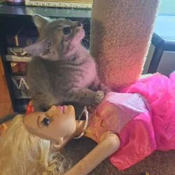 Kittens for sale