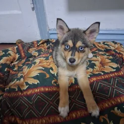 Male Pomsky Puppy