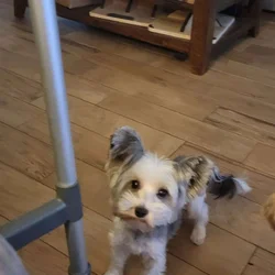 Parti Yorkie male