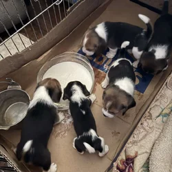 Beagle Puppies