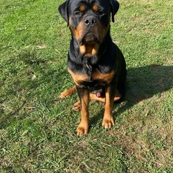 German Rottweiler stud