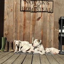 Standard American Bulldog
