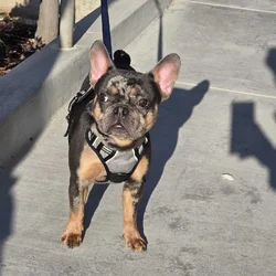 MERLE FRENCH BULL DOG MALE FLUFFY CARRIER