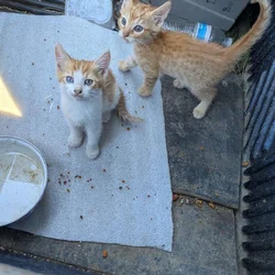 These kittens need homes
