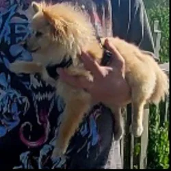 Pomeranian boy