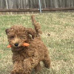 Goldendoodle Puppy