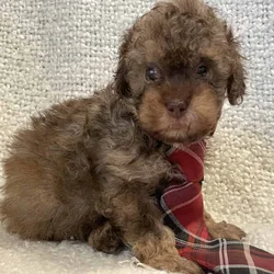 Cavapoo puppies