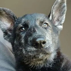 Pure Breed German Shepards Pups