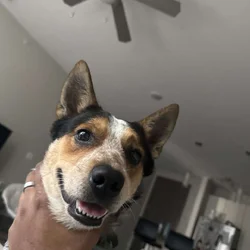 Loving dog Nas