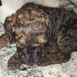 AKC registered Standard Poodle Dam had her puppies