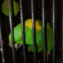 Green Amazon yellow naped parrot