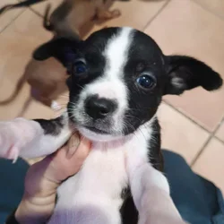 Jackapoo puppies