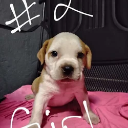 Razor Edge Bully Puppies
