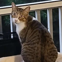 2 adult cat for free