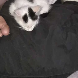Kittens / young cats for rehoming meet cow kitty