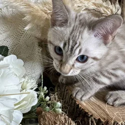 TICA Registered Bengals