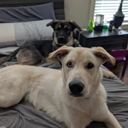 Dogs for Adoption