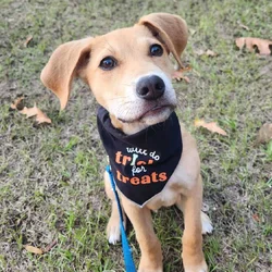 Abandoned puppy seeks loving home