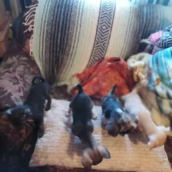 Chihuahua puppies