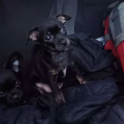 Pug yorkie dockson chihuahua mix puppies