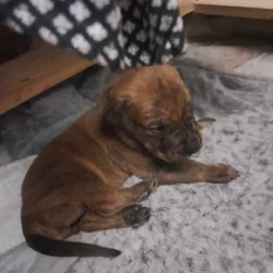 Bull mastiff puppies
