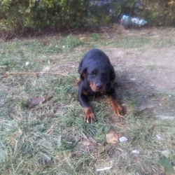 Rottweilder Pup needs rehoming