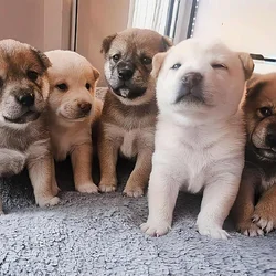 🐾 Purebred Shiba Inu Puppies 🐾