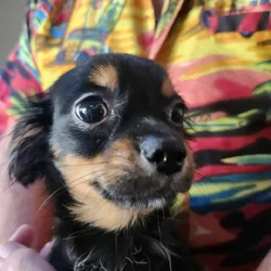 Shorkie boy Onyx