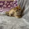 Thumbnail 12