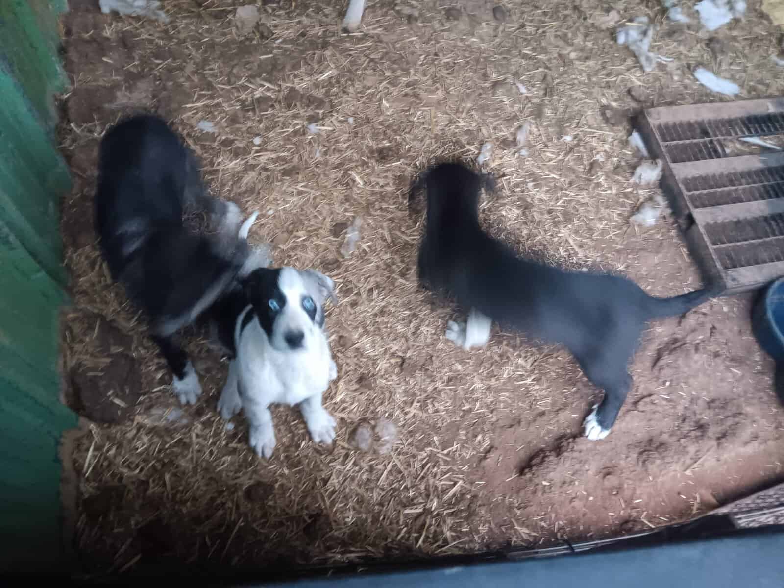 GREAT PYRE-DANE PUPPIES image 15