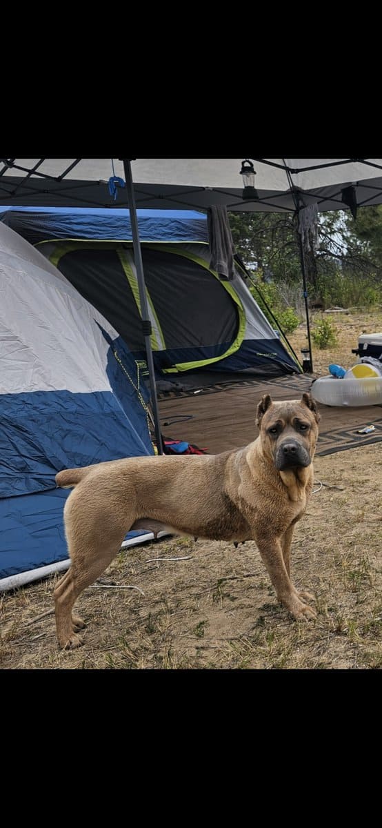 PURE CANE CORSO PUPS🐾 image 12