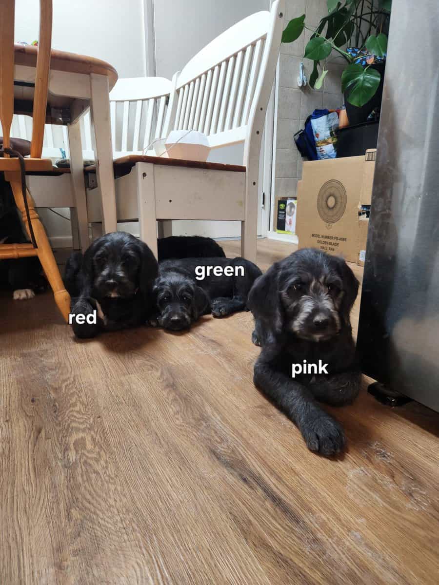 Labradoodle puppies image 7