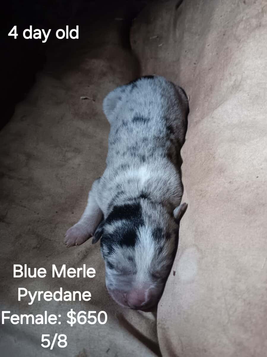 GREAT PYRE-DANE PUPPIES image 6
