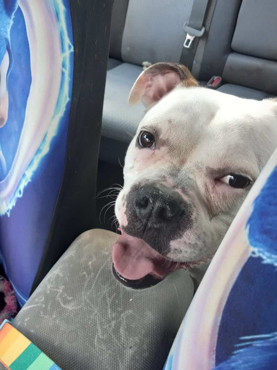 Rehoming Dog To Good Home image 2
