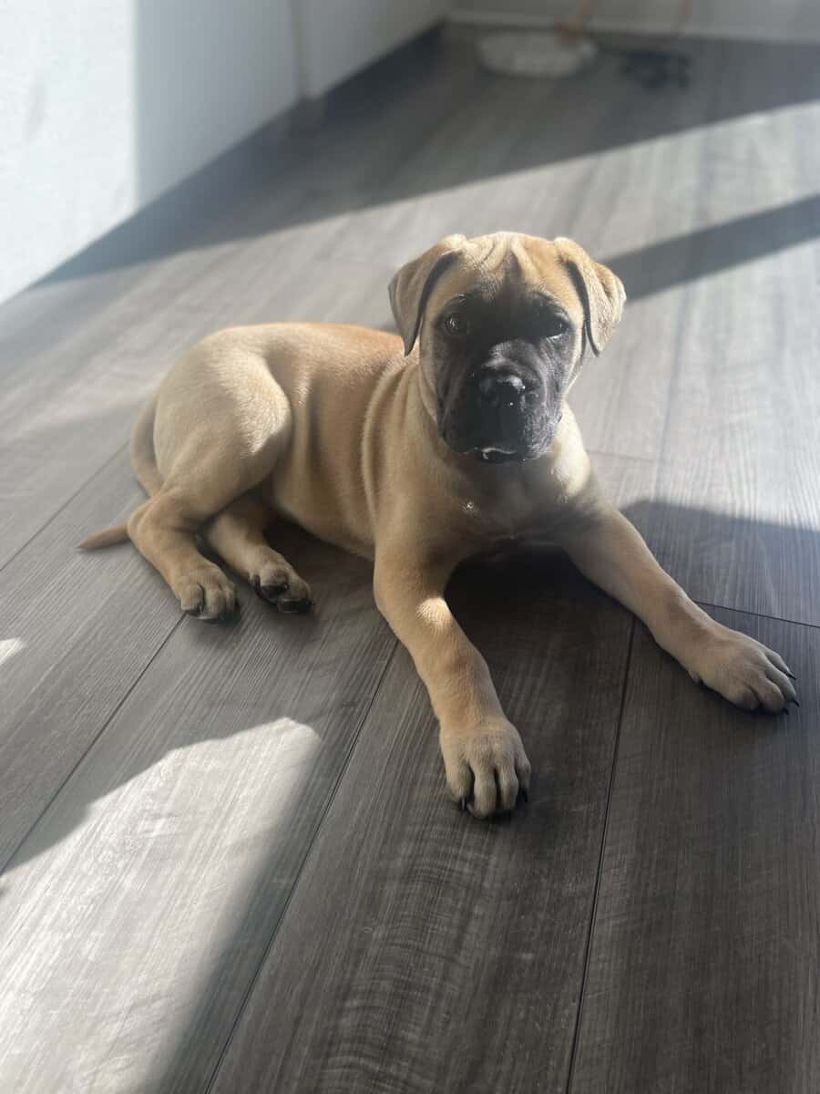BullMastiff image 5