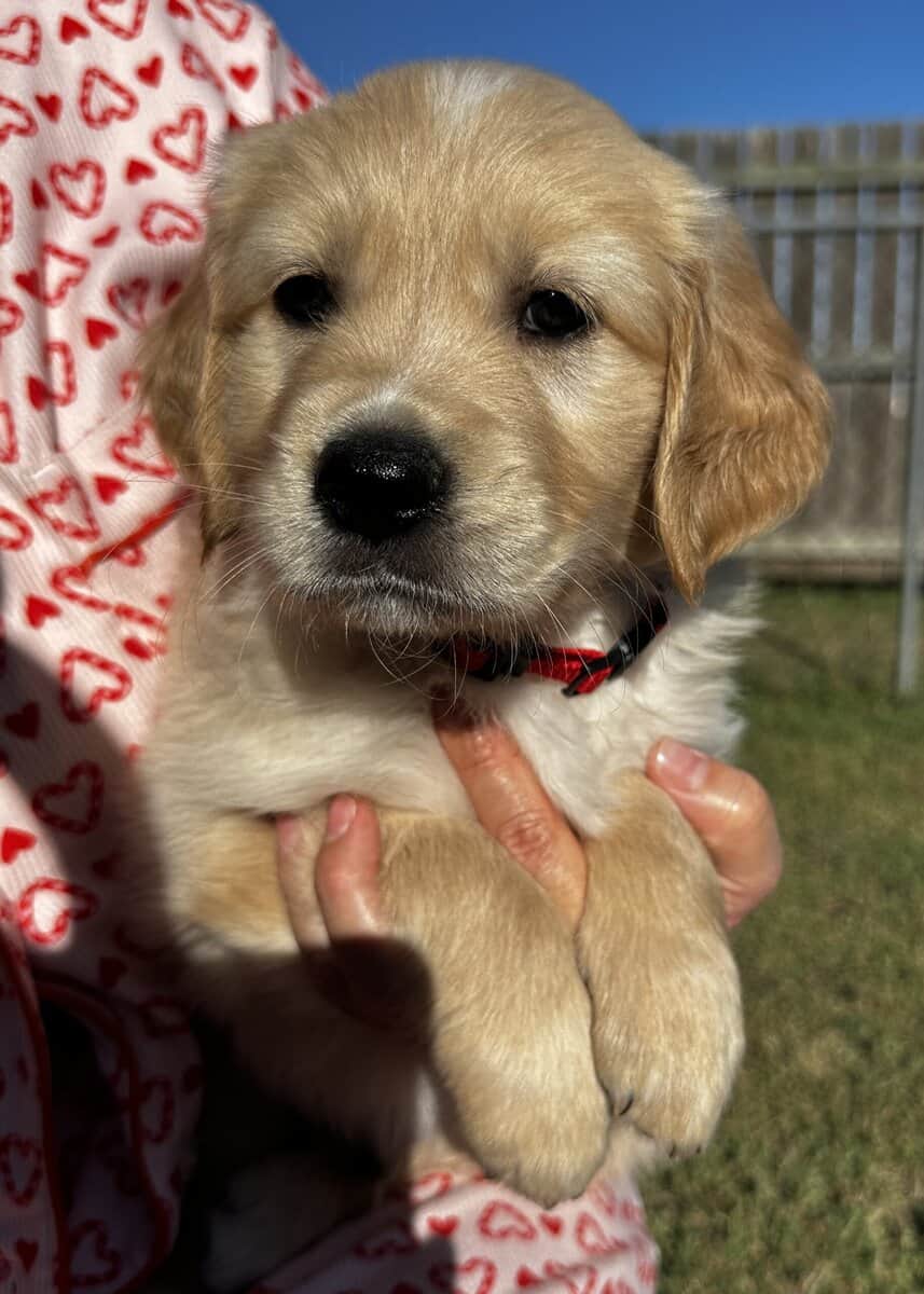 Golden Retriever Puppies image 4