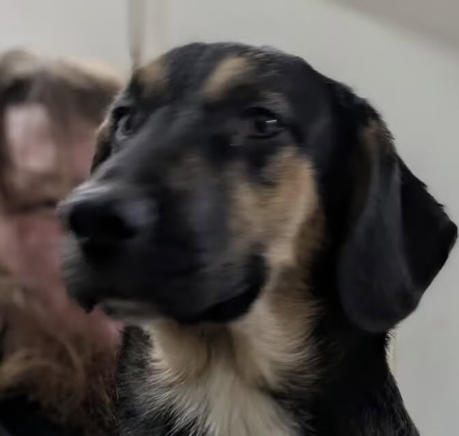 Mix breed male pup (tubs) image 1